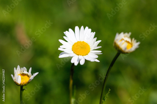 Chamomile flowers. Closeup. On a green background