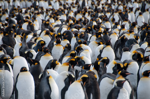 Leinwand Poster King Penguins on Gold Harbour