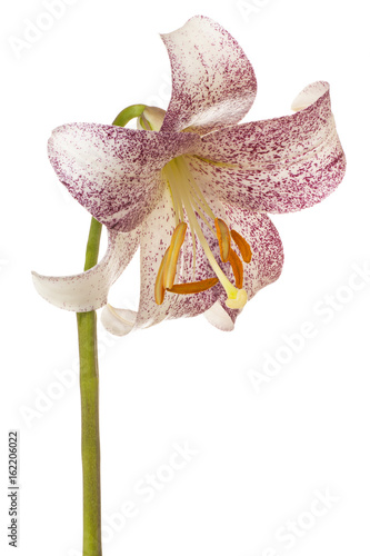 Fototapeta Naklejka Na Ścianę i Meble -  lily flower isolated