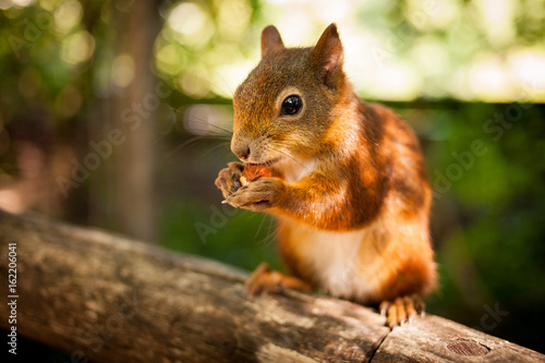 Squirrel with walnut © Martin