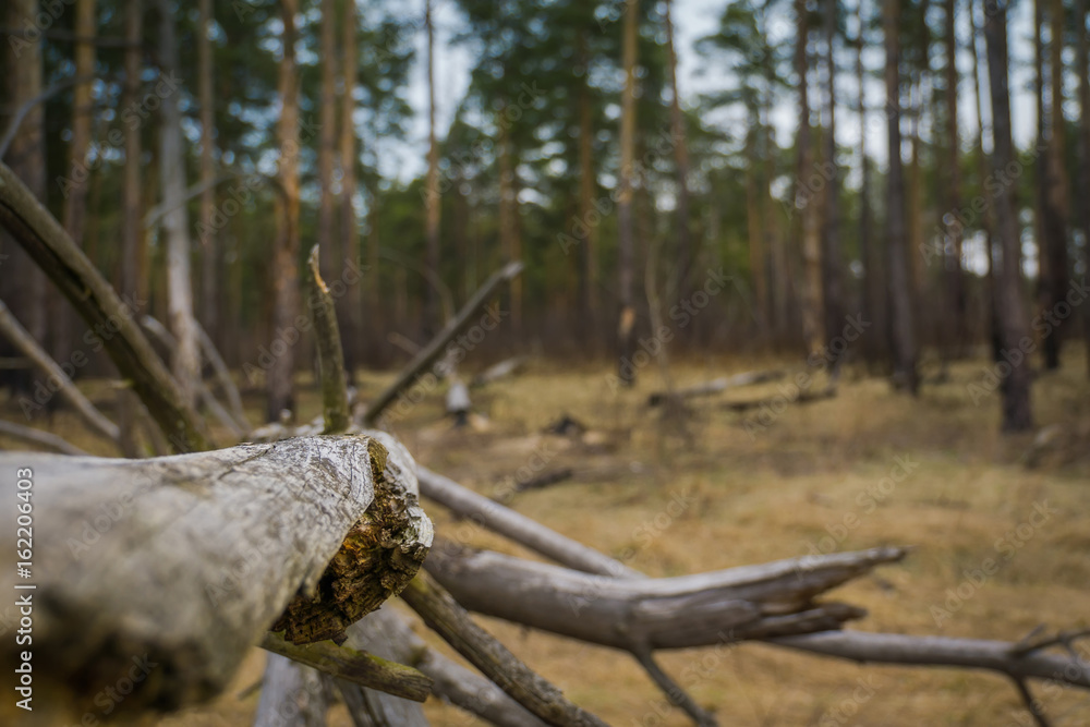 Fototapeta premium Broken Tree Branches
