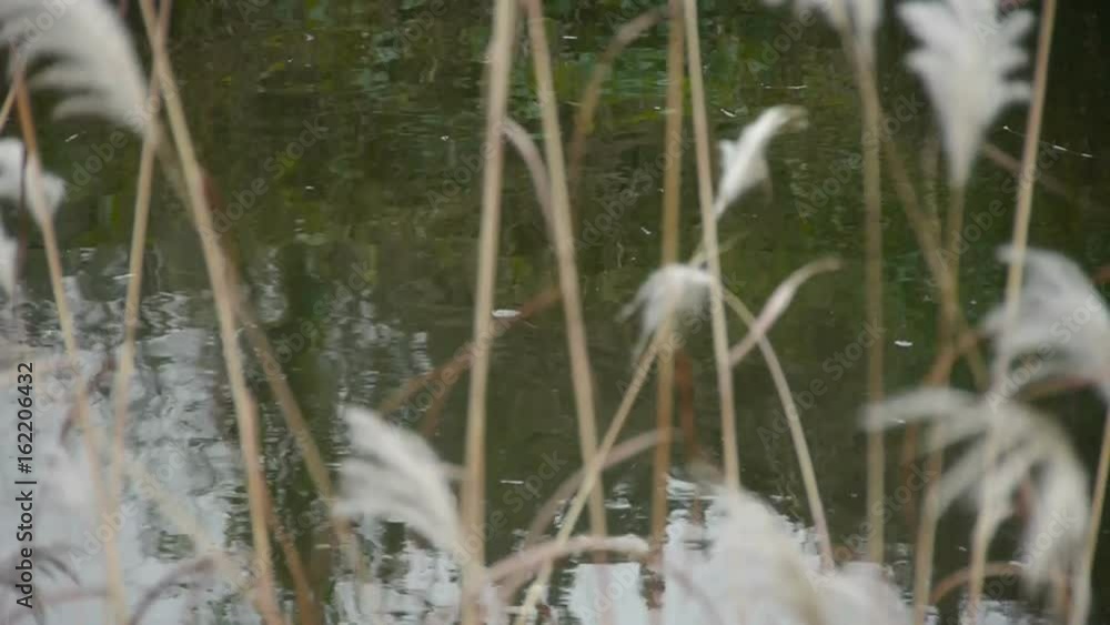 river reeds in wind,shaking wilderness,reflection,Hazy style. river reeds in wind,shaking wilderness,reflection,Hazy style.