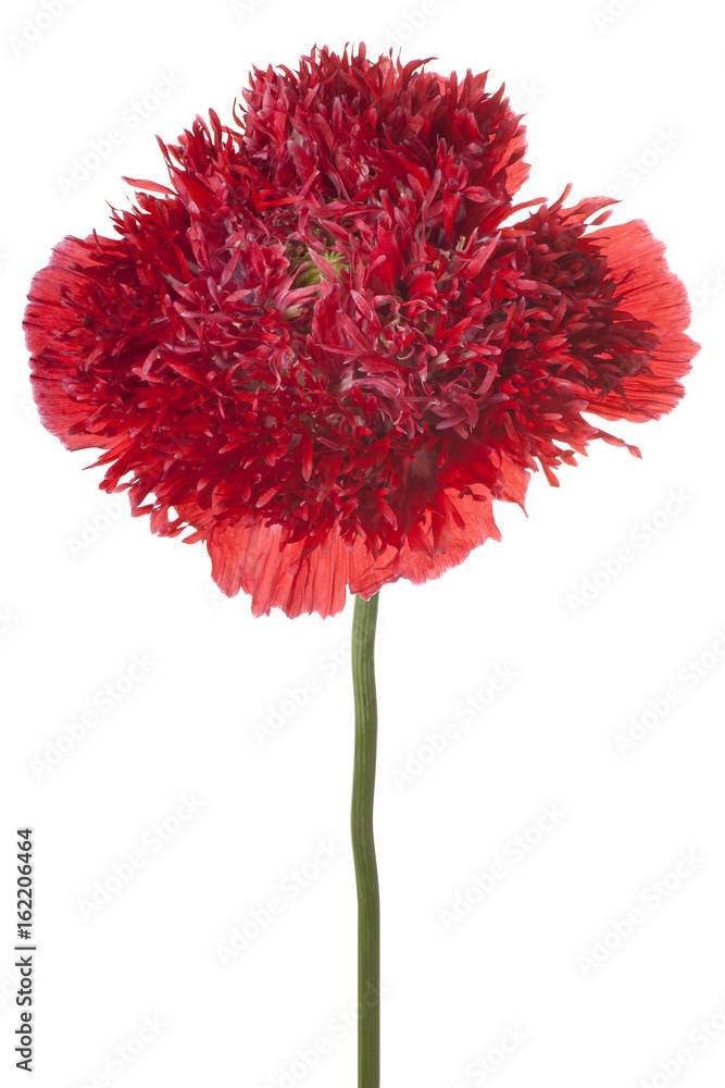 Fototapeta premium poppy flower isolated