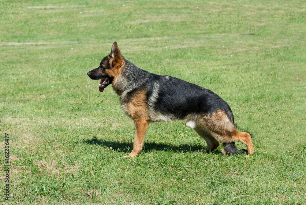 German Shepherd sitting on the green grass German Shepherd sitting on the green grass