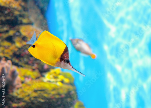 The yellow longnose butterflyfish ((Forcipiger flavissimus) or forceps butterflyfish, , is a species of marine fish in the family Chaetodontidae. photo