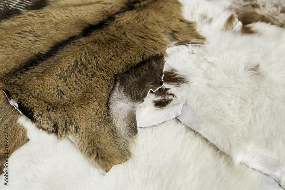 Fototapeta premium Wild animal tanned skin