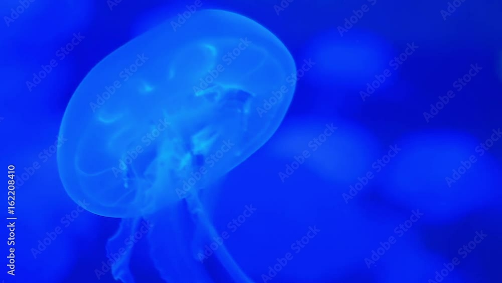 Jellyfish medusa underwater. Jellyfish move in the water on a blue background. Jellyfish Underwater Footage with glowing medusas moving around in the water. Jellyfish close-up gracefully floating. Jellyfish medusa underwater. Jellyfish move in the water on a blue background. Jellyfish Underwater Footage with glowing medusas moving around in the water. Jellyfish close-up gracefully floating.