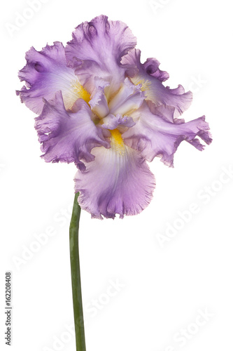 Fototapeta Naklejka Na Ścianę i Meble -  iris flower isolated