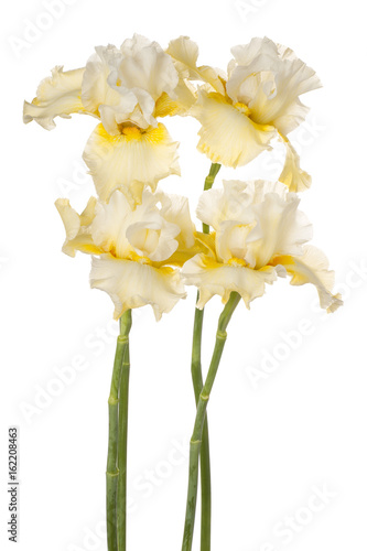 Fototapeta Naklejka Na Ścianę i Meble -  iris flowers isolated