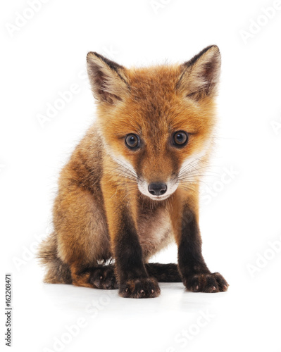 Little fox. © voren1