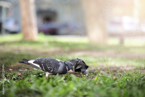 Dove in the grass of the park © alexkich
