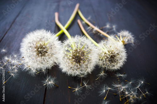 Fototapeta Naklejka Na Ścianę i Meble -  Three dried dandelions on the wooden table