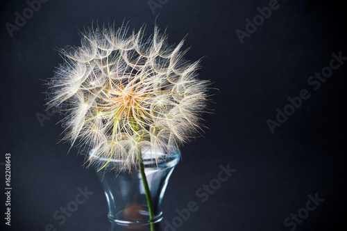 Fototapeta Naklejka Na Ścianę i Meble -  Dried dandelion in a glass jar