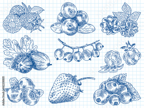 berries garden, blackberries, blackberry, boysenberry, currants, dewberry, gooseberries, mulberry, raspberry, strawberry, mountain ash, blueberry, cloud berry