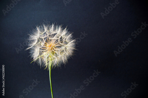 Dandelion dried had ready to fly on summer wind