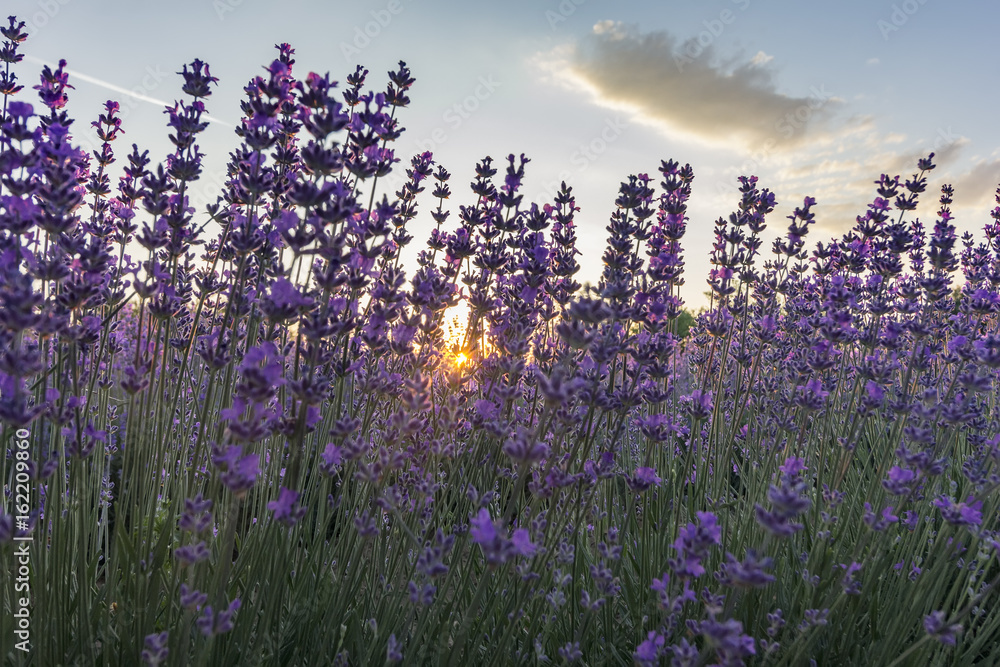 Naklejka premium Beautiful landscape of lavender fields