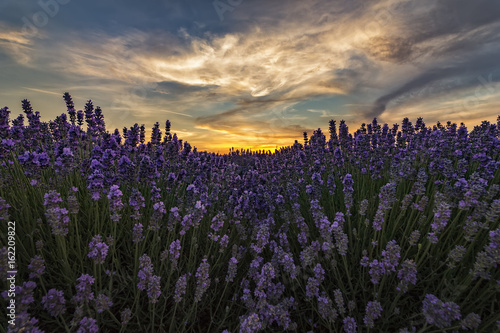 Beautiful landscape of lavender fields