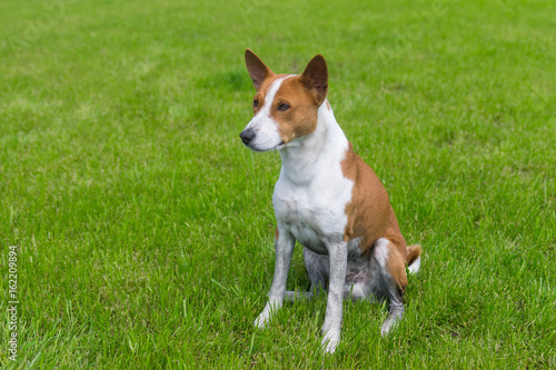 Dirty mature basenji dog resting on a fresh lawn after everyday run