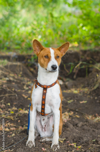 Cute basenji dog feels ok sitting on the dirty earth