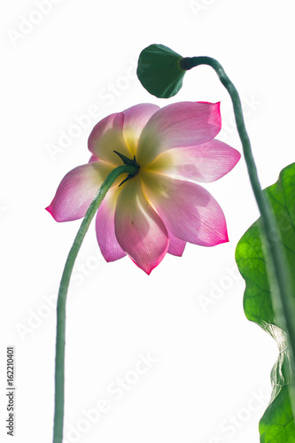 lotus  uprisen angle