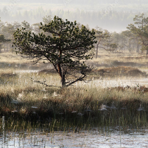 Pine Tree at Marsh photo