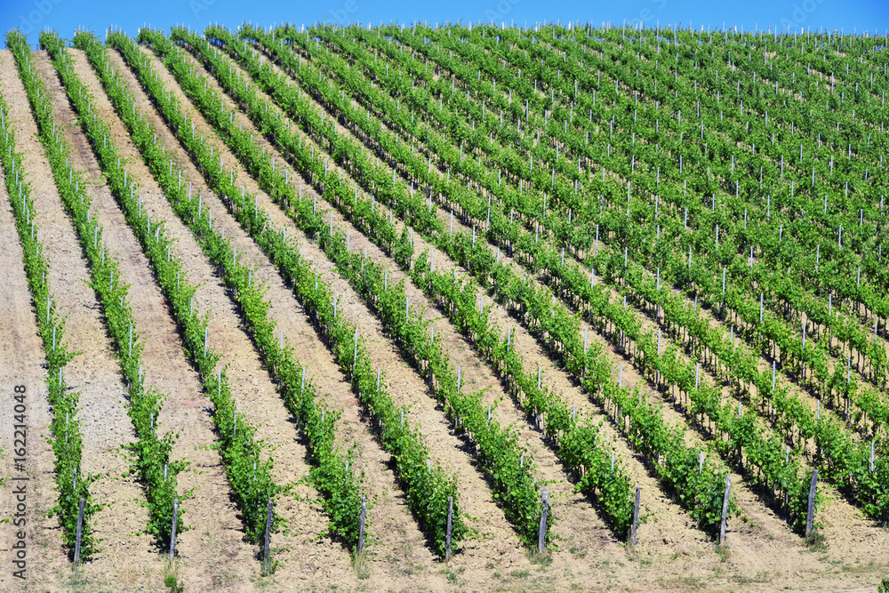 Vineyards near the city of San Gimignano, Tuscany, Italy Vineyards near the city of San Gimignano, Tuscany, Italy