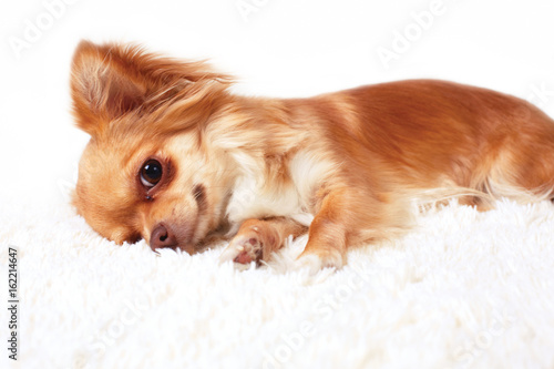 Fototapeta Naklejka Na Ścianę i Meble -  Cute redhead chihuahua fun looks at the camera. Close -up