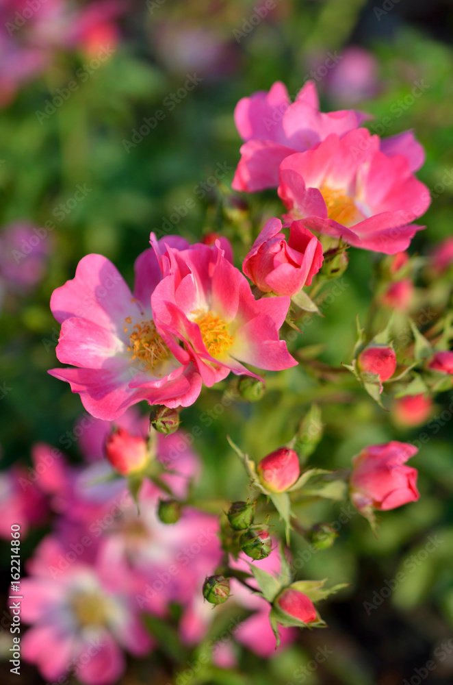 Rose Rose