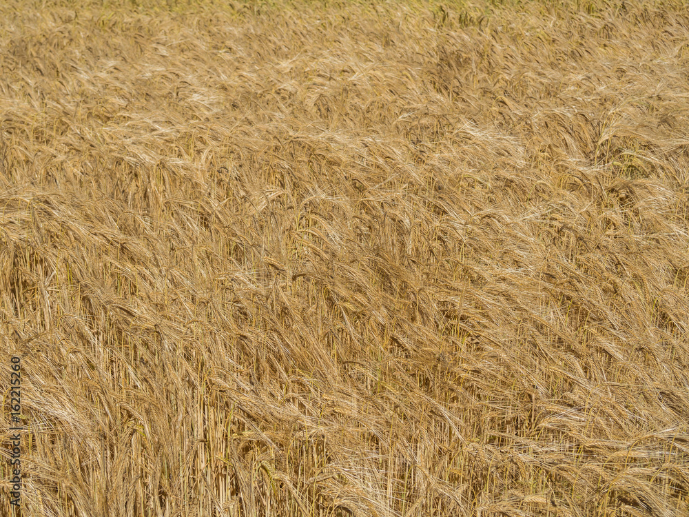 Getreidefeld im Sommer Getreidefeld im Sommer