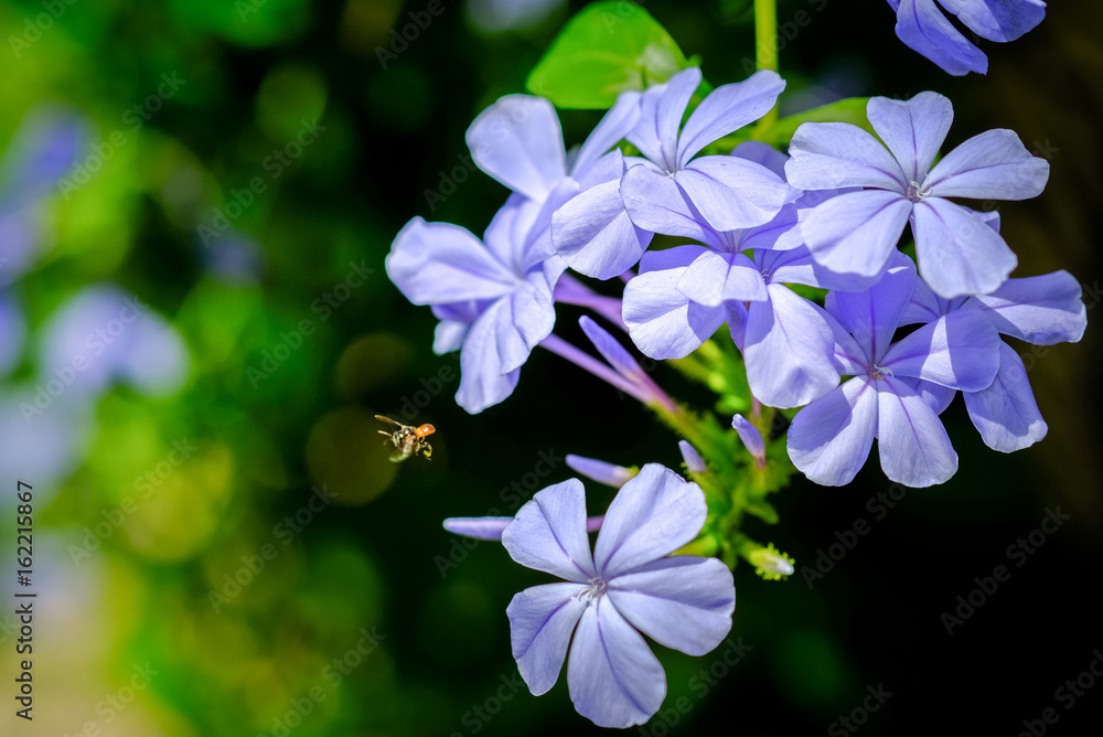 Fresh purple flowers in the garden on blurred background with soft sun light Fresh purple flowers in the garden on blurred background with soft sun light