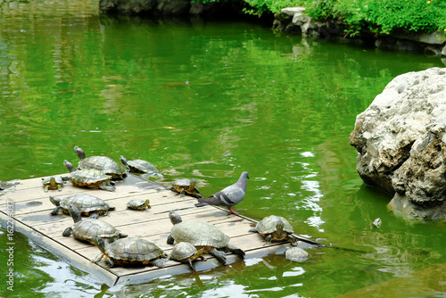 The turtles sunbathing in the pond of  of  Wat Prayoon Wongsawat Worawihan, Bangkok, Thailand photo