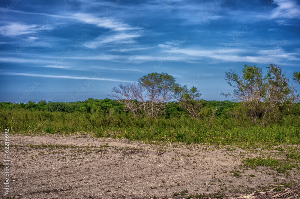 Obraz premium Small leafless trees in an overgrown field