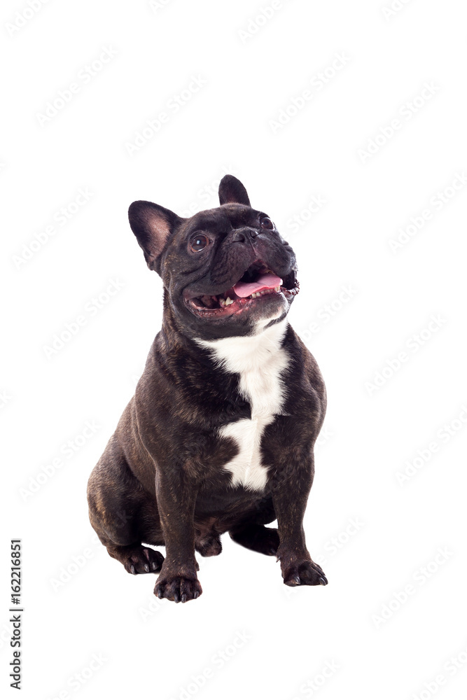 Portrait in Studio of a cute bulldog Portrait in Studio of a cute bulldog