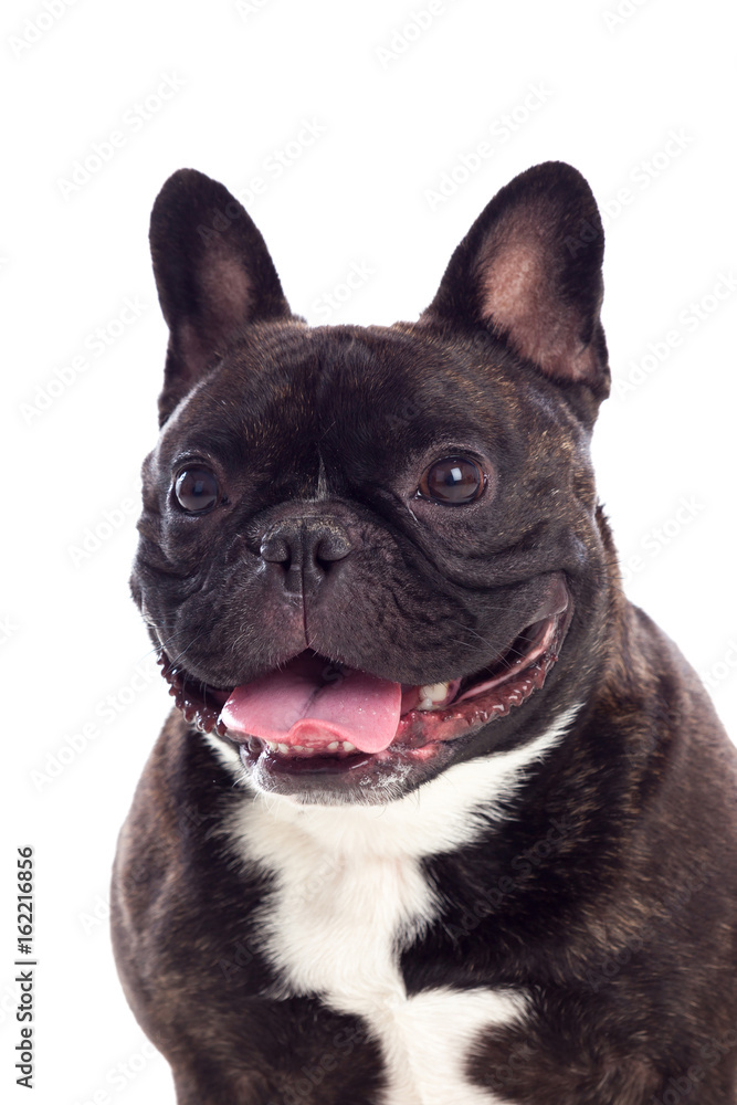 Portrait in Studio of a cute bulldog Portrait in Studio of a cute bulldog