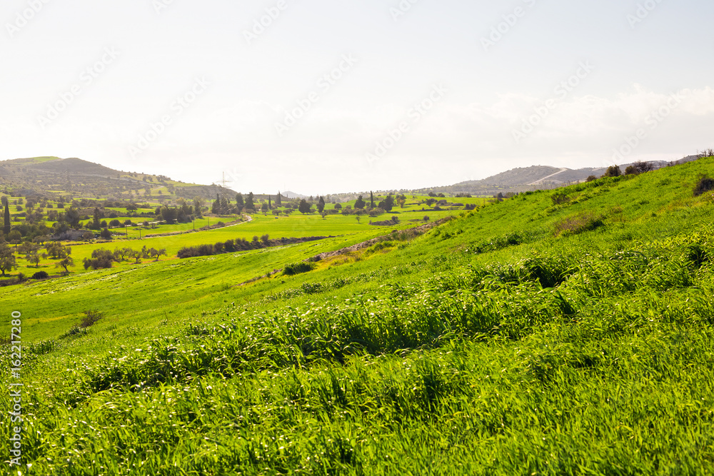 Green field in the mountain valley. Agricultural landscape in the summer time