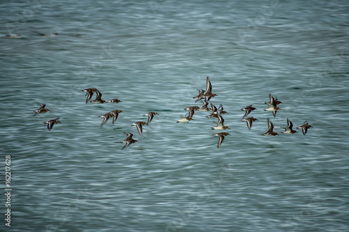 Flock of birds © Yurii