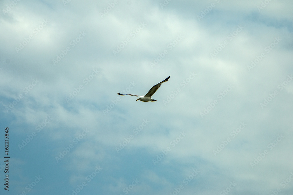 Seagull in flight