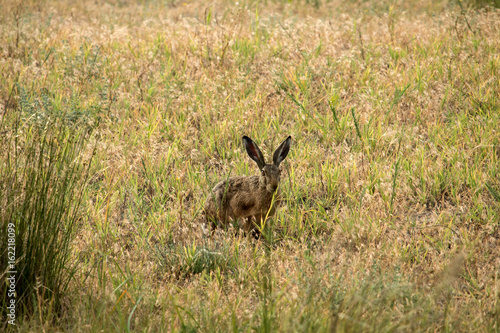 Fototapeta Naklejka Na Ścianę i Meble -  The hare is bold and curious