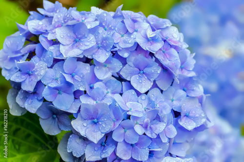 雨上がりの紫陽花　Hydrangea