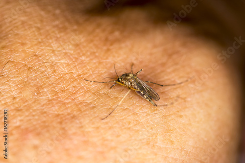 Mosquito drink blood photo