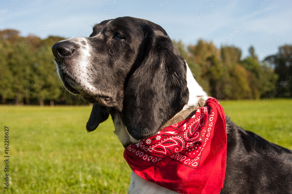 Basset hound bandana deals