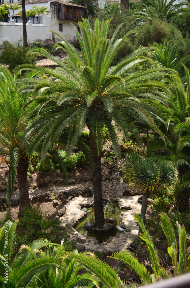 Obraz premium Palmera, parque del drago, Icod de los vinos