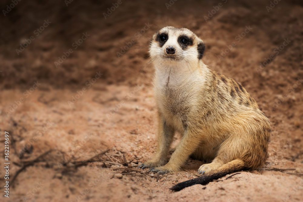 Isolated single dark bands on the back and a black-tipped tail meerkat (Suricate) sitting alone on the ground Isolated single dark bands on the back and a black-tipped tail meerkat (Suricate) sitting alone on the ground