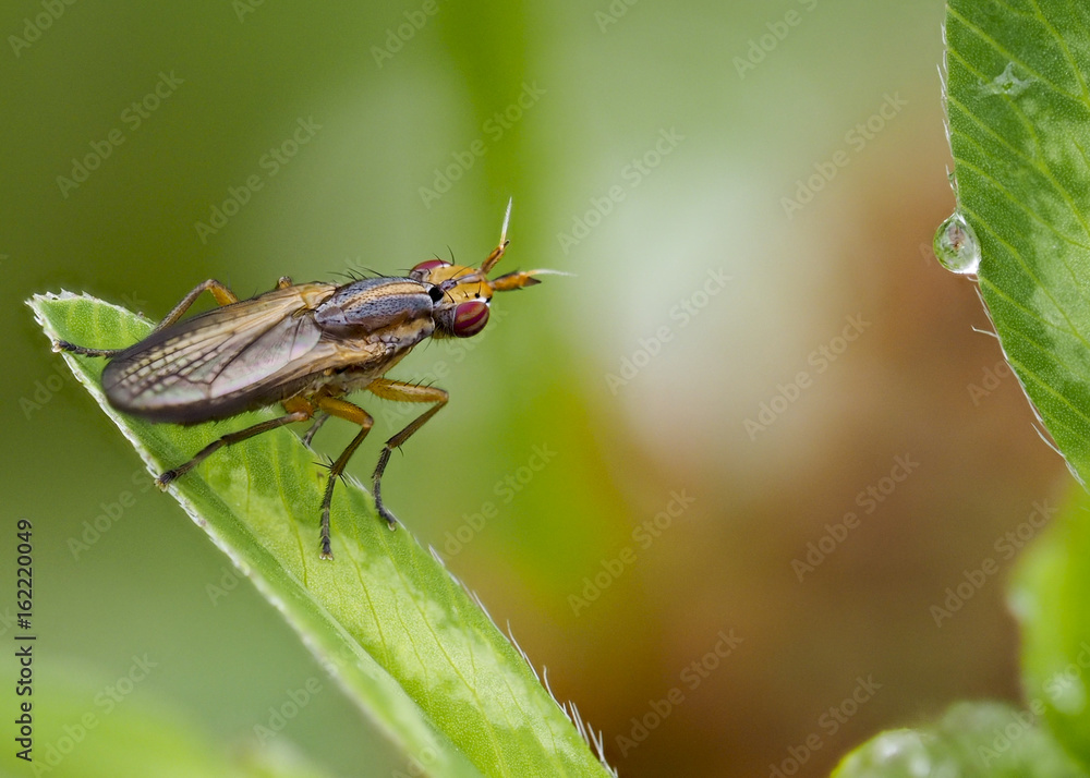 Fly_o Fly_o