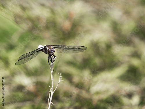 Big_dragonfly © Zbigniew Pukalski