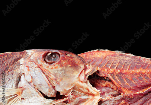 fish with black background.