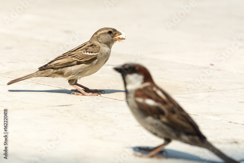 Couple of sparrows waiting for more bread as the female already has a piece in the beak 