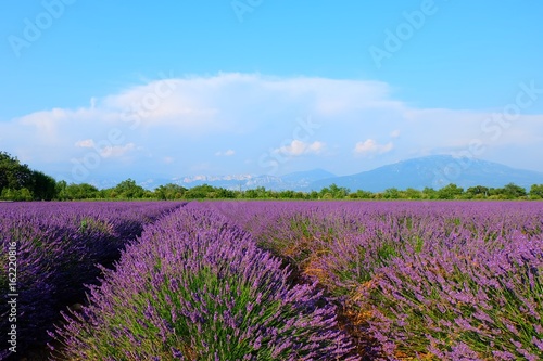 Lavender Fields  France