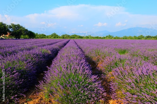 Lavender Fieldof Provence, France