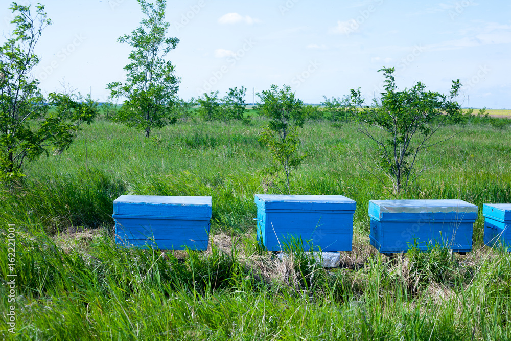 A row of bee hives in a field of flowers with an orchard behind A row of bee hives in a field of flowers with an orchard behind